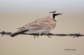Lark;Eremophila-alpestris;Horned-Lark;One;one-animal;avifauna;bird;birds;feather